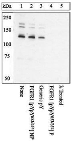 Invitrogen Phospho-FGFR1 (Tyr653, Tyr654) Polyclonal Antibody 100 &mu;L;
