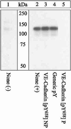 Invitrogen Phospho-VE-cadherin (Tyr658) Polyclonal Antibody 100 &mu;L;