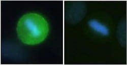 Invitrogen Phospho-PPP1R2 (Thr72) Polyclonal Antibody 100 &mu;L; Unconjugated:Antibodies,