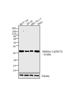 Invitrogen Phospho-PPP1R2 (Thr72) Polyclonal Antibody 100 &mu;L; Unconjugated:Antibodies,