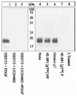 Phospho-4EBP1 (Thr46) Polyclonal Antibody, Invitrogen 100 &mu;L | Buy Online | Invitrogen | Fisher Scientific