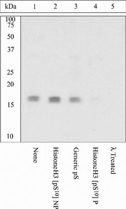 Phospho-Histone H3 (Ser10) Polyclonal Antibody, Invitrogen 100 &mu;L; Unconjugated:Antibodies,
