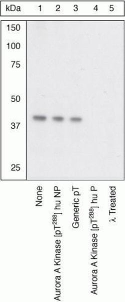Invitrogen Phospho-Aurora A (Thr288) Polyclonal Antibody 100 &mu;L; Unconjugated:Antibodies,