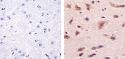 Invitrogen Phospho-Aurora A (Thr288) Polyclonal Antibody 100 &mu;L; Unconjugated:Antibodies,