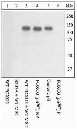 Invitrogen Phospho-FOXO1/FOXO3 (Ser207, Ser212) Polyclonal Antibody 100