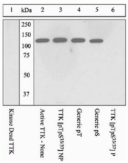 Invitrogen Phospho-TTK (Thr33, Ser37) Polyclonal Antibody 100 &mu;L; Unconjugated:Antibodies,
