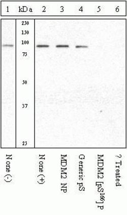 Invitrogen Phospho-MDM2 (Ser166) Polyclonal Antibody 100 &mu;L; Unconjugated:Antibodies,