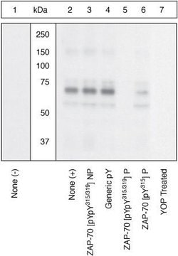 Invitrogen Phospho-Zap-70 (Tyr315, Tyr319) Polyclonal Antibody 100 &mu;L | Buy Online | Invitrogen&trade; | Fisher Scientific