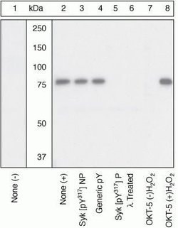 Invitrogen Phospho-Syk (Tyr317) Polyclonal Antibody 100 &mu;L; Unconjugated:Antibodies,