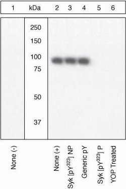 Invitrogen Phospho-Syk (Tyr323, Tyr317) Polyclonal Antibody 100 &mu;L;