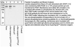 Invitrogen Phospho-RET (Tyr1016) Polyclonal Antibody 100 &mu;L; Unconjugated:Antibodies,