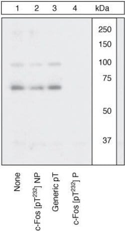 Invitrogen Phospho-c-Fos (Thr232) Polyclonal Antibody 100 &mu;L; Unconjugated:Antibodies,
