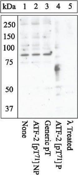 Invitrogen Phospho-ATF2 (Thr71) Polyclonal Antibody 100 &mu;L; Unconjugated:Antibodies,
