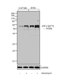 Invitrogen Phospho-ATF2 (Thr71) Polyclonal Antibody 100 &mu;L; Unconjugated:Antibodies,