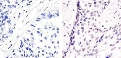 Invitrogen Phospho-ATF2 (Thr71) Polyclonal Antibody 100 &mu;L; Unconjugated:Antibodies,