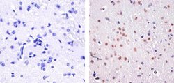 Invitrogen Phospho-ATF2 (Thr71) Polyclonal Antibody 100 &mu;L; Unconjugated:Antibodies,