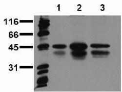 Phospho-CREB (Ser129, Ser133) Polyclonal Antibody, Invitrogen 100 &mu;L;