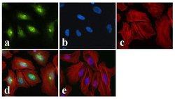 Phospho-CREB (Ser129, Ser133) Polyclonal Antibody, Invitrogen 100 &mu;L;
