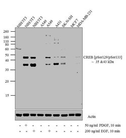Phospho-CREB (Ser129, Ser133) Polyclonal Antibody, Invitrogen 100 &mu;L;