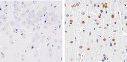 Phospho-CREB (Ser133) Polyclonal Antibody, Invitrogen 100 &mu;L; Unconjugated:Antibodies,
