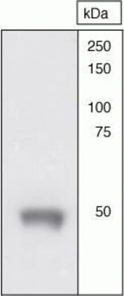 Invitrogen OPRM1 Polyclonal Antibody 100 &mu;L; Unconjugated:Antibodies,
