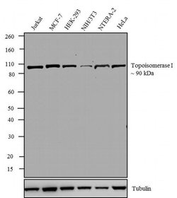 Invitrogen TOP1 Monoclonal Antibody (23B11) 50 &mu;L | Buy Online | Invitrogen&trade; | Fisher Scientific