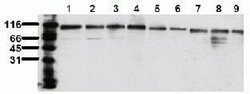 Invitrogen TOP1 Monoclonal Antibody (23B11) 50 &mu;L | Buy Online | Invitrogen&trade; | Fisher Scientific