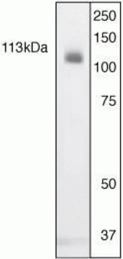 Invitrogen STAT2 Polyclonal Antibody 100 &mu;L; Unconjugated:Antibodies,