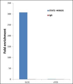 Invitrogen STAT2 Polyclonal Antibody 100 &mu;L; Unconjugated:Antibodies,