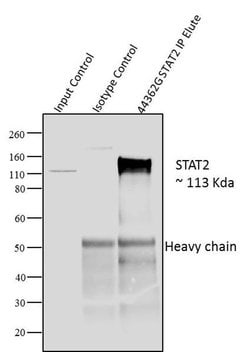 Invitrogen STAT2 Polyclonal Antibody 100 &mu;L; Unconjugated:Antibodies,