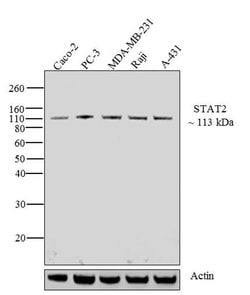 Invitrogen STAT2 Polyclonal Antibody 100 &mu;L; Unconjugated:Antibodies,