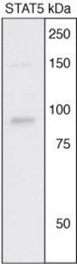 Invitrogen STAT5 alpha/beta Polyclonal Antibody 100 &mu;L; Unconjugated:Antibodies,