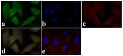 Invitrogen STAT5 alpha/beta Polyclonal Antibody 100 &mu;L; Unconjugated:Antibodies,