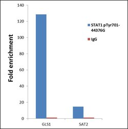Invitrogen Phospho-STAT1 (Tyr701) Polyclonal Antibody 100 &mu;L | Buy Online | Invitrogen&trade; | Fisher Scientific