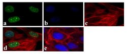 Invitrogen&trade;&nbsp;Phospho-STAT1 (Ser727) Polyclonal Antibody
