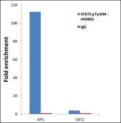 Invitrogen Phospho-STAT5 alpha (Tyr694) Polyclonal Antibody 100 &mu;L;
