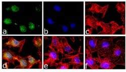 Invitrogen Phospho-STAT5 alpha (Tyr694) Polyclonal Antibody 100 &mu;L;