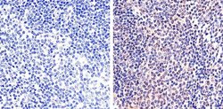 Invitrogen Phospho-STAT5 alpha (Tyr694) Polyclonal Antibody 100 &mu;L;
