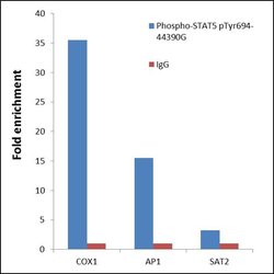 Invitrogen Phospho-STAT5 alpha (Tyr694) Polyclonal Antibody 100 &mu;L;