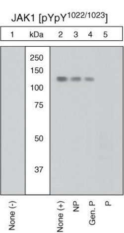 Invitrogen Phospho-JAK1 (Tyr1034, Tyr1035) Polyclonal Antibody 100 &mu;L | Buy Online | Invitrogen&trade; | Fisher Scientific