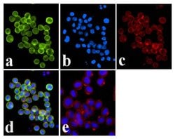 Invitrogen Phospho-JAK1 (Tyr1034, Tyr1035) Polyclonal Antibody 100 &mu;L | Buy Online | Invitrogen&trade; | Fisher Scientific
