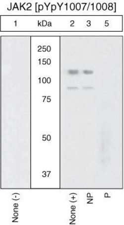 Invitrogen Phospho-JAK2 (Tyr1007, Tyr1008) Polyclonal Antibody 100 &mu;L;