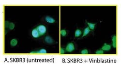 Invitrogen Phospho-Bcl-xL (Ser62) Polyclonal Antibody 100 &mu;L; Unconjugated:Antibodies,