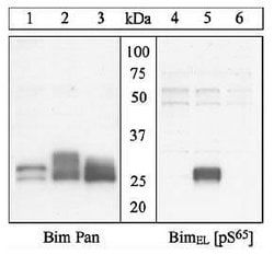 Invitrogen Phospho-Bim (Ser69, Ser65) Polyclonal Antibody 100 &mu;L; Unconjugated:Antibodies,