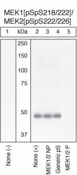 Invitrogen Phospho-MEK1/MEK2 (Ser218, Ser222, Ser226) Polyclonal Antibody 100 &mu;L | Buy Online | Invitrogen&trade; | Fisher Scientific