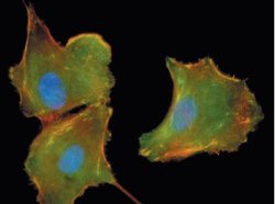 Invitrogen Phospho-MEK1 (Ser298) Polyclonal Antibody 100 &mu;L; Unconjugated:Antibodies,