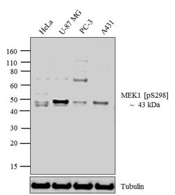 Invitrogen Phospho-MEK1 (Ser298) Polyclonal Antibody 100 &mu;L; Unconjugated:Antibodies,
