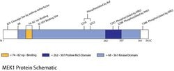 Invitrogen Phospho-MEK1 (Ser298) Polyclonal Antibody 100 &mu;L; Unconjugated:Antibodies,
