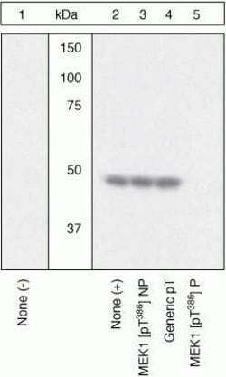 Invitrogen Phospho-MEK1 (Thr386) Polyclonal Antibody 100 &mu;L; Unconjugated:Antibodies,