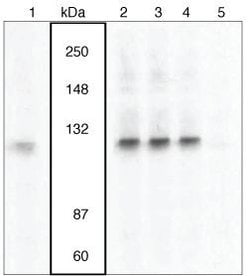 Invitrogen Phospho-VAV3 (Tyr173) Polyclonal Antibody 100 &mu;L; Unconjugated:Antibodies,
